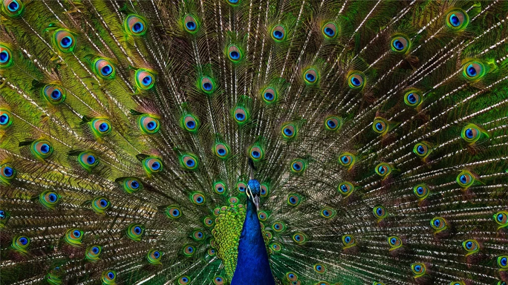 Brand awareness represented as a peacock showing off its beauty